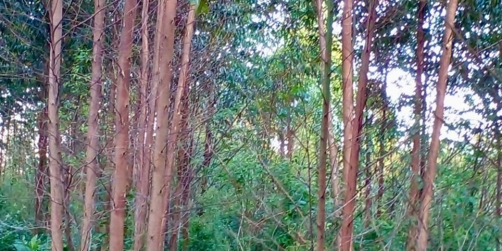 WhatsApp Image 2025-02-11 at 15.48.50-3