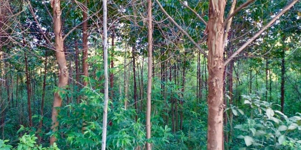 WhatsApp Image 2025-02-11 at 15.48.50-6