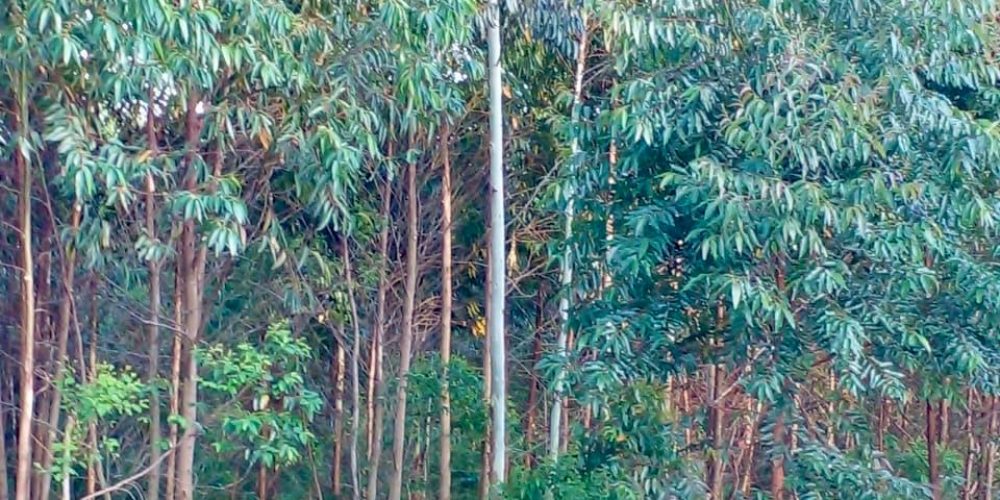 WhatsApp Image 2025-02-11 at 15.48.50-7