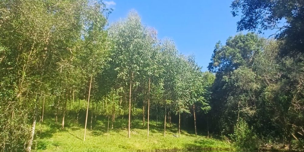 WhatsApp Image 2025-02-11 at 15.52.14-2