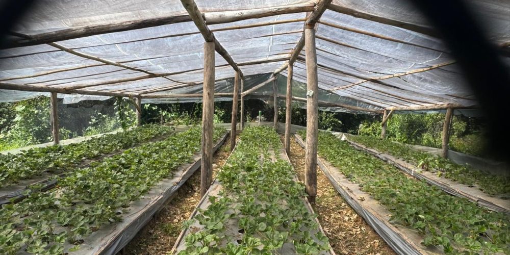 WhatsApp Image 2026-02-25 at 11.23.23-4