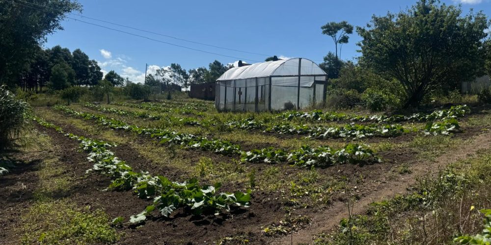 WhatsApp Image 2026-02-25 at 11.23.23-6