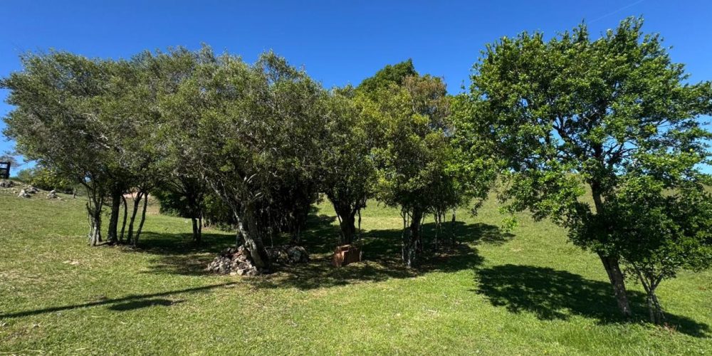 WhatsApp Image 2026-04-01 at 10.35.35-2